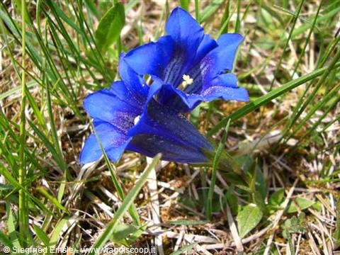 Gentian
