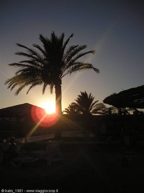 Backlit palm tree at dusk, sun loungers and straw umbrellas at the resort