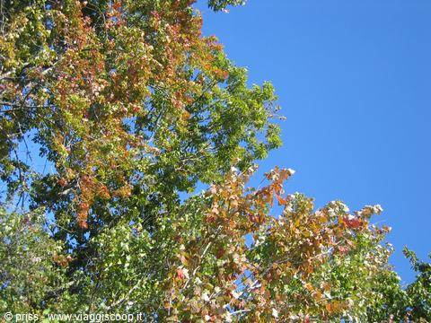 Tree canopies with green and red autumn leaves against a blue sky