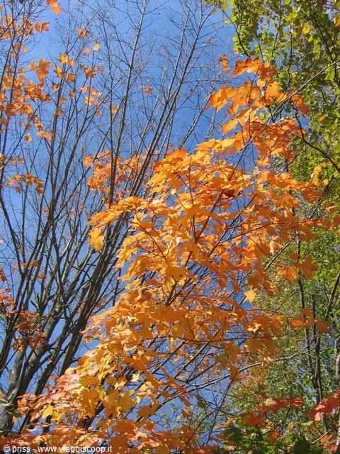 Orange maple leaves against the blue sky, bare branches beside