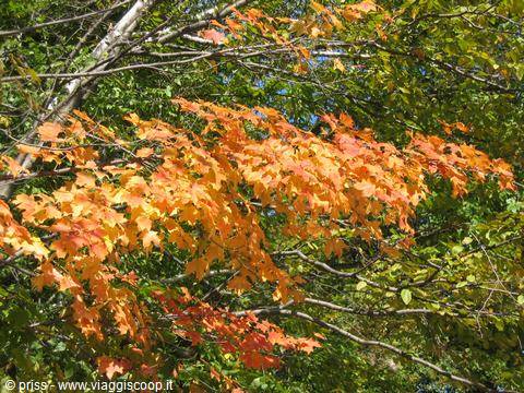 Orange and green maple leaves lit by sunlight among branches