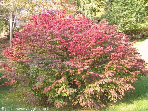 Burning bush with red and pink leaves in a sunny garden