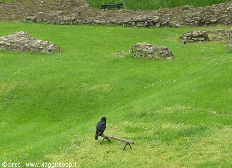 one of the famous ravens of the tower