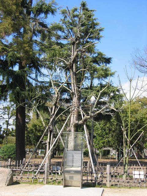 damaged but living tree