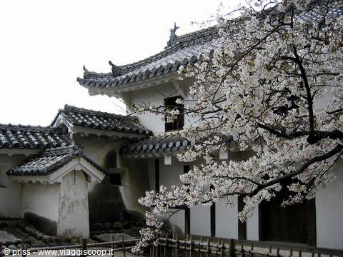 Ciliegio in fiore accanto ai tetti di tegole grigie del castello di Himeji