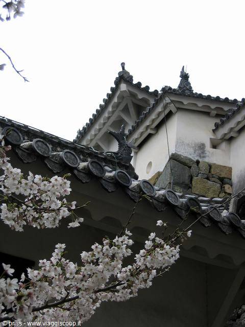 Tetti e mura in pietra del castello di Himeji tra rami di sakura
