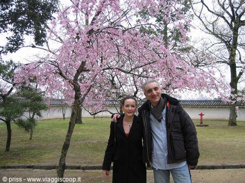 Sorridi sotto un ciliegio in fiore davanti al muro bianco di Himeji
