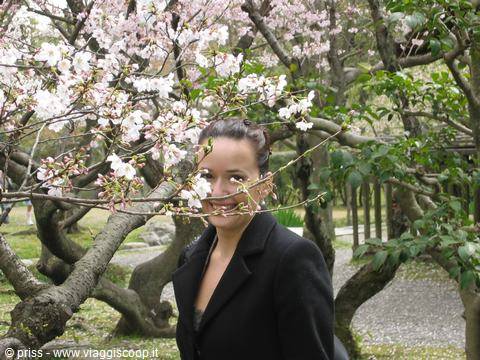 I hide among the sakura