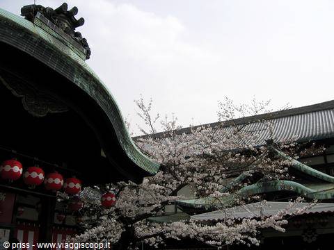 Tetti verdi del tempio e ciliegio in fiore tra lanterne rosse a Kyoto