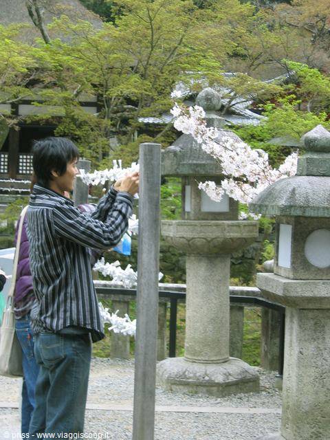 Turista fotografa i ciliegi in fiore accanto a lanterne di pietra