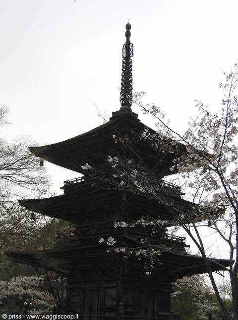 Pagoda in legno tra i rami fioriti dei ciliegi, Miyajima