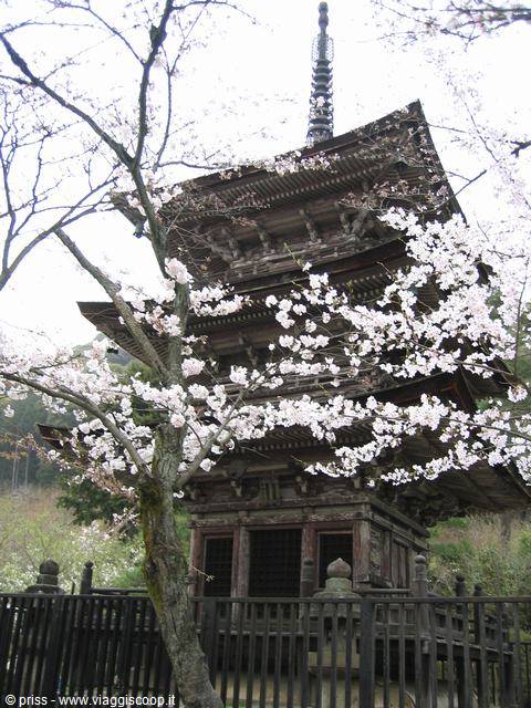 Pagoda in legno tra i ciliegi in fiore a Miyajima