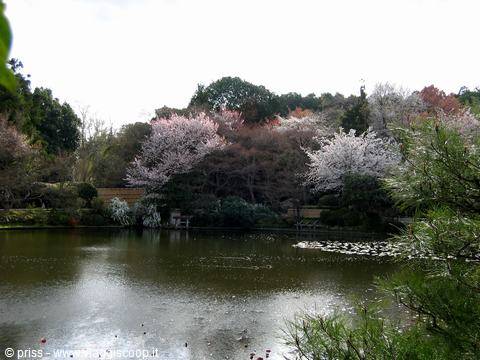 Cherry blossoms and pines beside a pond in a Japanese garden