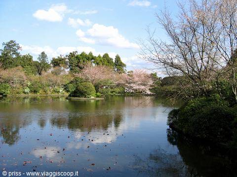 Laghetto dello spazio giardino di Okayama tra ciliegi in fiore