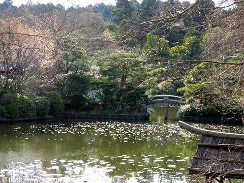 Wooden arched bridge over lily-covered pond, tree-filled Japanese garden