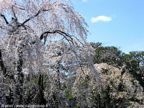White weeping cherry blossoms under a bright blue sky