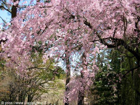 Weeping cherry tree with pink blossoms in a sunny park