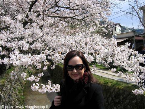Sotto i ciliegi in fiore lungo un canale di pietra a Kyoto