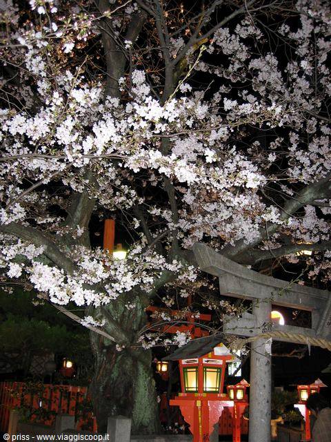 Night cherry blossoms above red lanterns and a stone torii gate