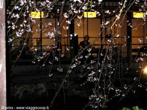 Cherry blossom branches in front of lit windows, people seated inside