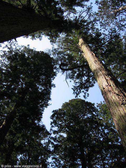 giant big trees