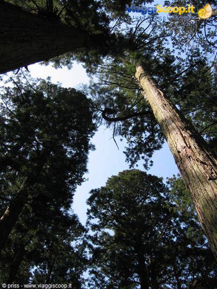 giant big trees