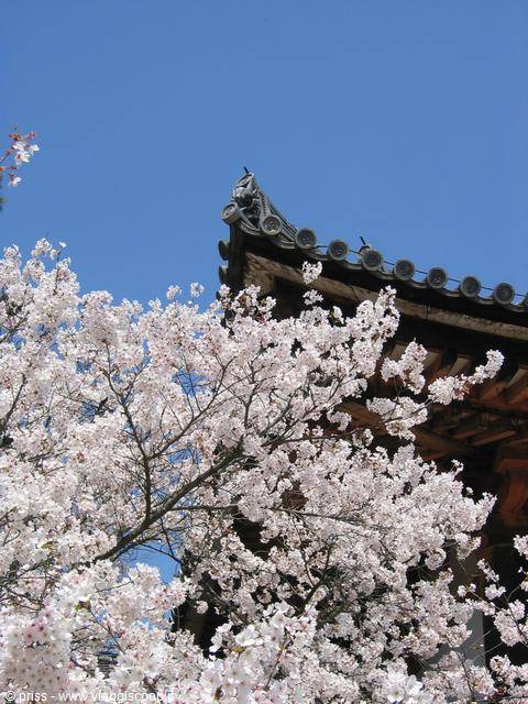 Cherry blossom branches in front of a temple's tiled roof