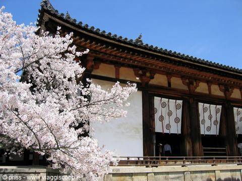 Cherry blossoms in front of Tōdai-ji temple in Nara