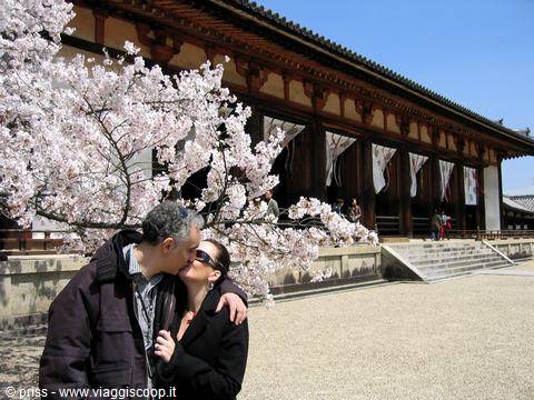 Couple kissing under blooming cherry tree in front of Tōdai-ji temple, Nara