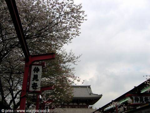 Senso-ji temple roof among blooming cherry branches and red signs