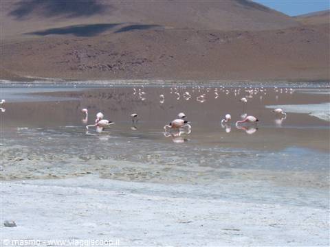 Pink and white flamingos wading in shallow salt lagoon, brown mountains behind
