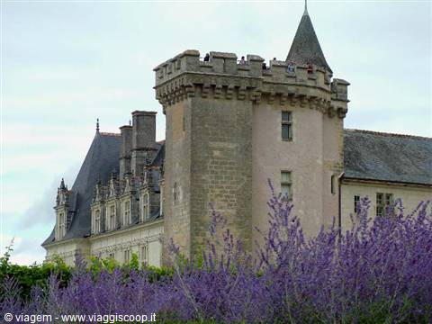 Lavender around Villandry