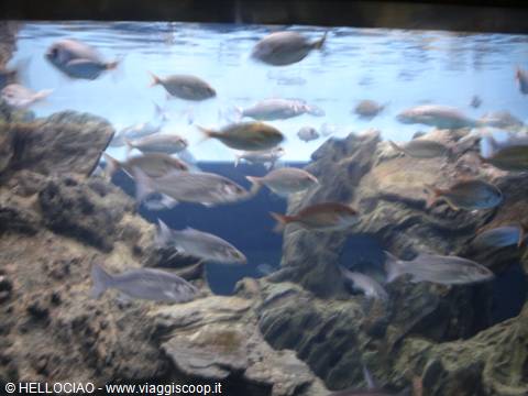 School of fish swims among rocks in aquarium tank, blue light