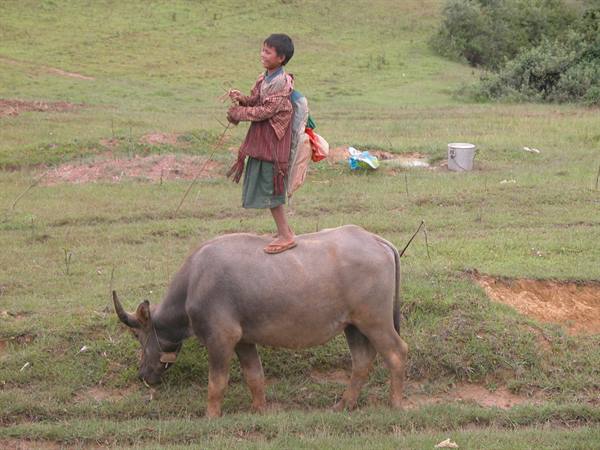 BOY RIDING A BUFFALO