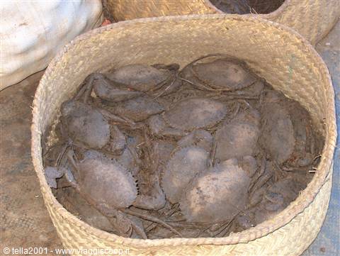 crabs