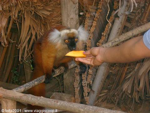 Lemur