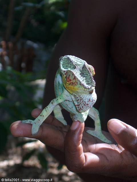Chameleon