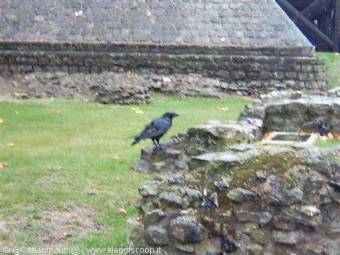 Tower of London - One of the ravens that protect the Tower