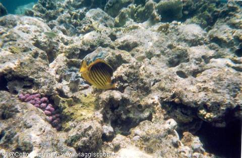 Sharm - More coral reef