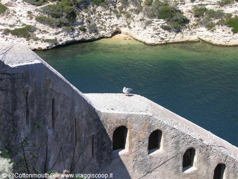 Seagull on the stone citadel walls of Bonifacio above the green sea
