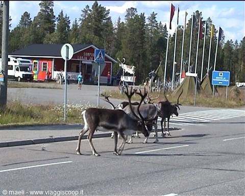 reindeer