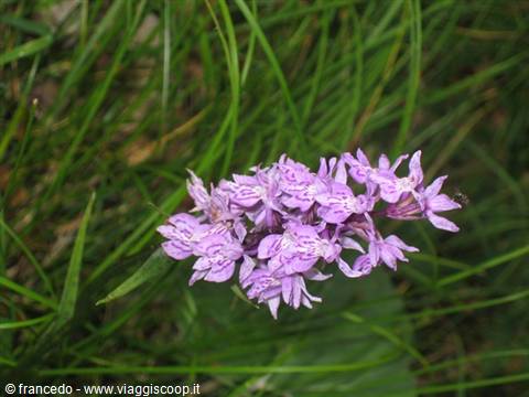 wild orchid - Piccole Dolomiti
