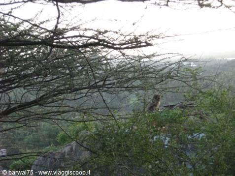 KANYAKUMARI:a hermit on the sacred mount
