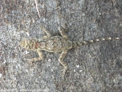 KANYAKUMARI:A chameleon