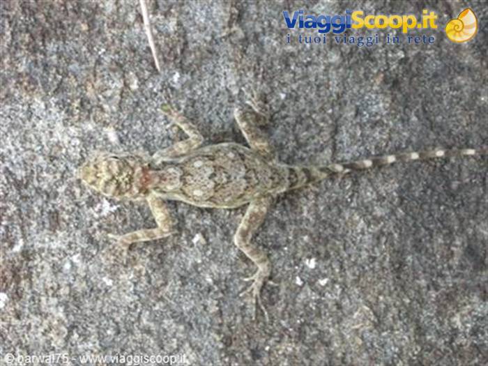 KANYAKUMARI:A chameleon