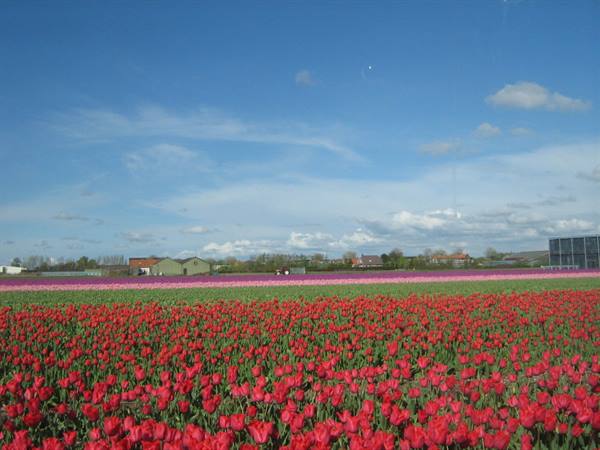 Red and pink tulip fields under blue sky with farmhouses and greenhouses