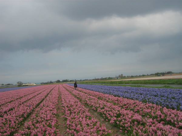 Land of flowers...
