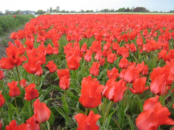 Field of blooming red tulips under grey sky, distant houses