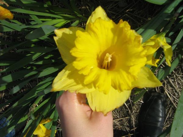 A hand holds a yellow daffodil in full sun among green leaves