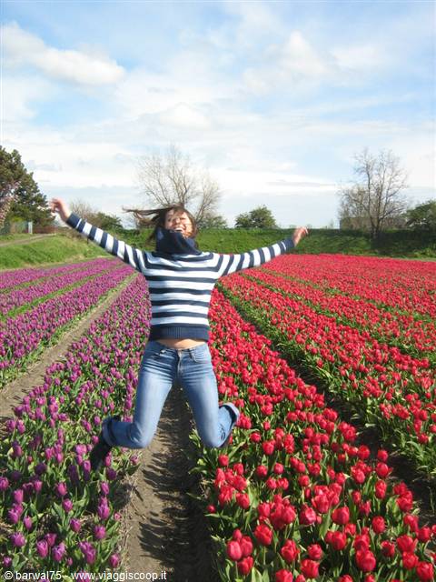 Girl jumping between rows of red and purple tulips under blue sky